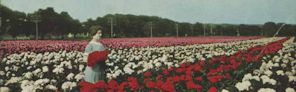 J.F. Rosenfield Peony Gardens, Omaha, Nebraska on Lincoln Highway