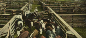 Among the cattle pens, stock yards, South Omaha, Neb.