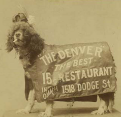 Denver Chop House Restaurant doggie