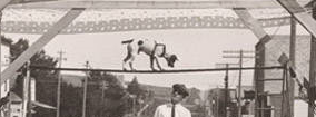 Dog walking on tight rope 