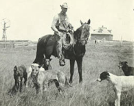 Man on horse with dogs