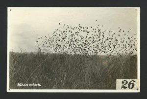 Blackbirds flying over field 