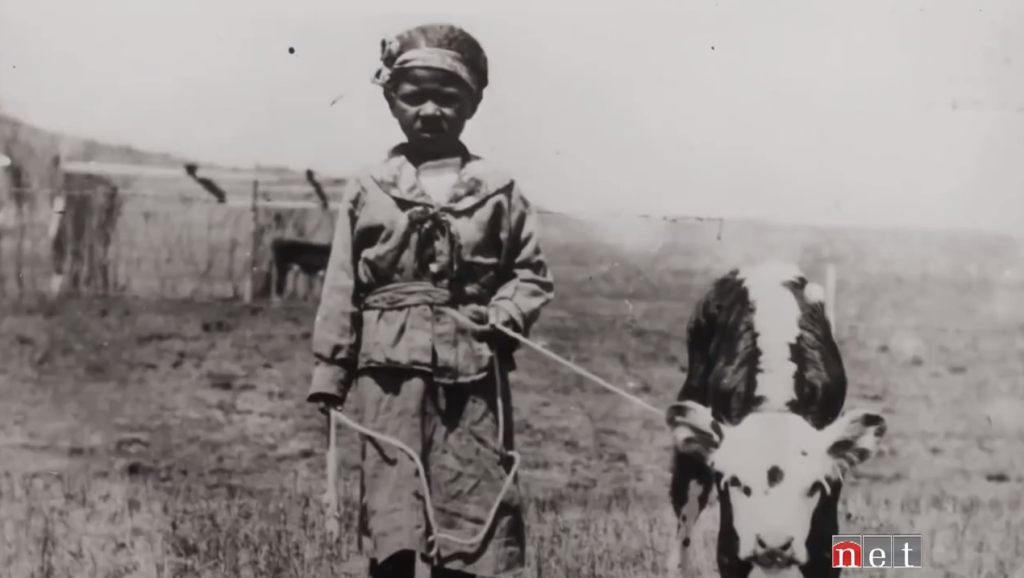 Black and white photo of a young Black girl leading a cow on a rope
